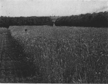 A Rye Field in Brandon, Manitoba