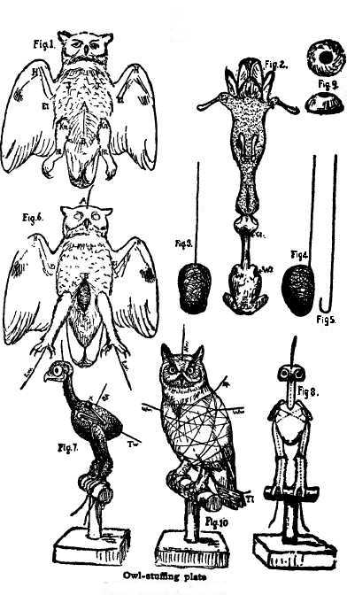 Owl-stuffing plate