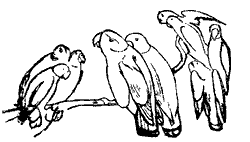 parrots