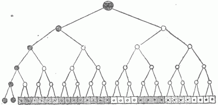 Fig. 21.—Diagram Showing The Relation Of The Sexual Cells To The Somatic Cells Or Those Of The General Body. The sexual cells are represented to the left of the line at the bottom of diagram and are black. From the fertilized ovum at the top there is a continuous cell development, with differentiation represented in the cell groups of the bottom row. It is seen that the sexual cells are formed directly from the germ cell and contain no admixture from the cells of the body.