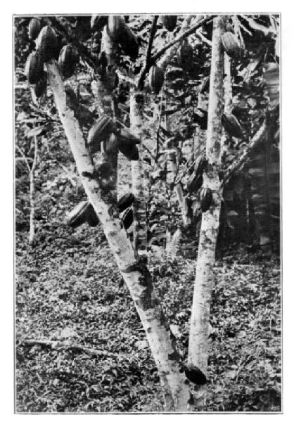 Cacao Tree, Trinidad.