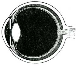 THE INSIDE OF THE EYE.