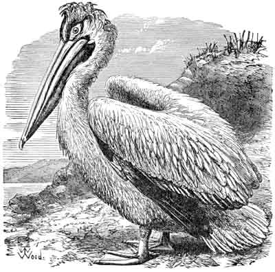 The Pelican