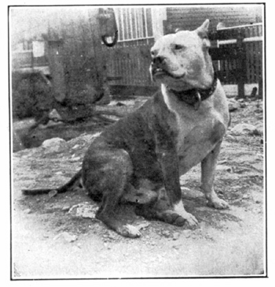 A brindle-and-white male