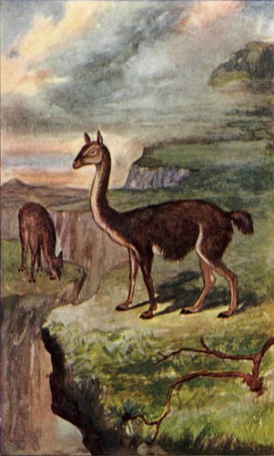 The Guanaco.