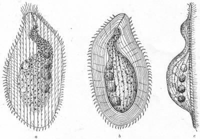 Loxophyllum setigerum, var. armatum.
a, b, c, ventral, dorsal, and lateral aspects.