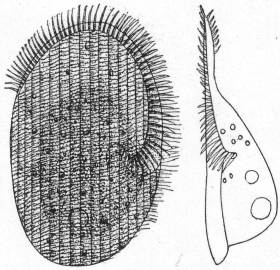 Peritromus emmae,
ventral and lateral aspects.