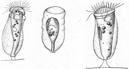 Cothurnia crystallina