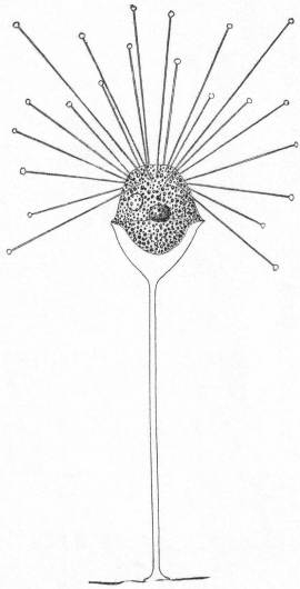 Acineta divisa