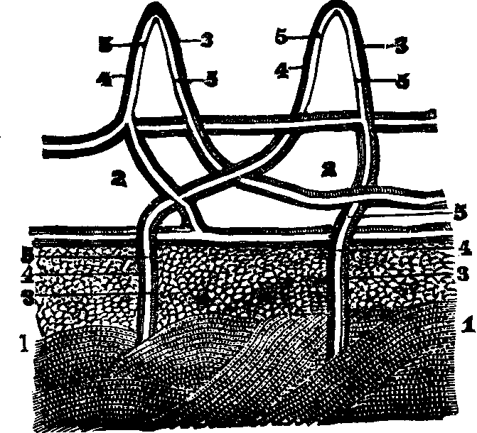 Illustration:
Fig. 47. A section of the skin, showing its arteries and veins.