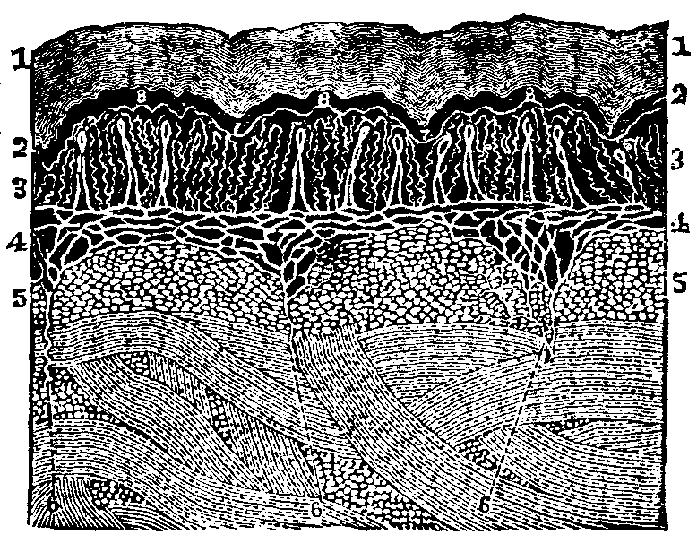 Illustration:
Fig. 50. Anatomy of the skin. 