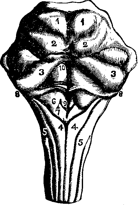 Illustration:
Fig. 59.