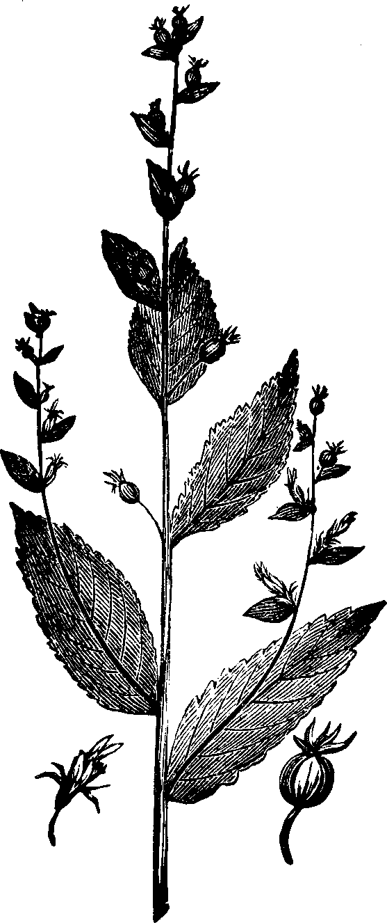 Illustration:
Fig. 132. Lobelia. 