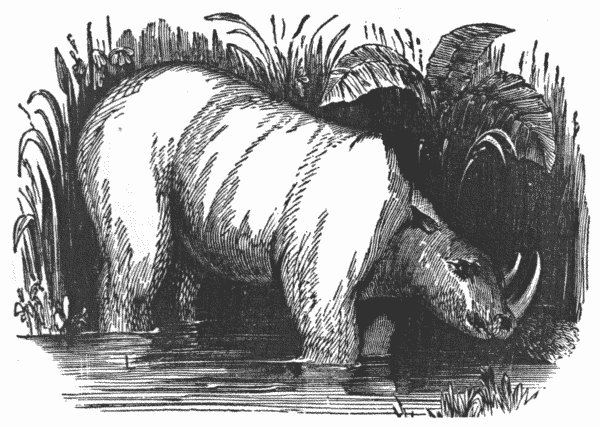 THE RHINOCEROS.