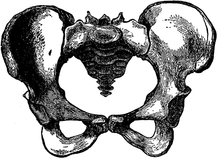 The Pelvis of the Female.