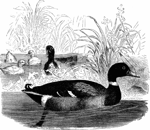 MALLARD DUCKS