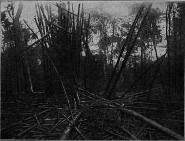 A jungle, scene in Sumatra