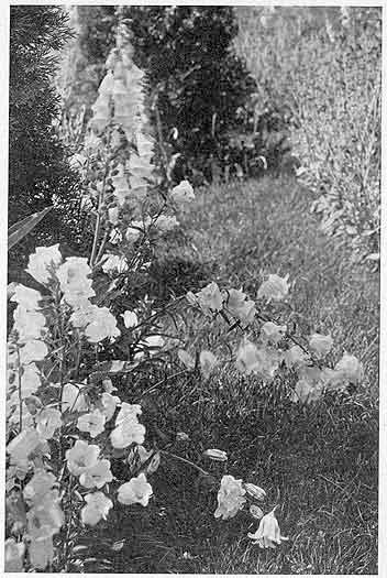 Canterbury Bells and Foxglove