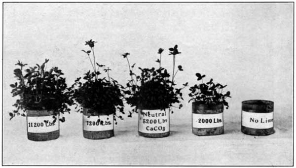 Effect of Finely Pulverised Limestone on Clover in a Soil
Having a Lime Requirement of 5200 Pounds of Limestone per Acre at the
Pennsylvania Experiment Station