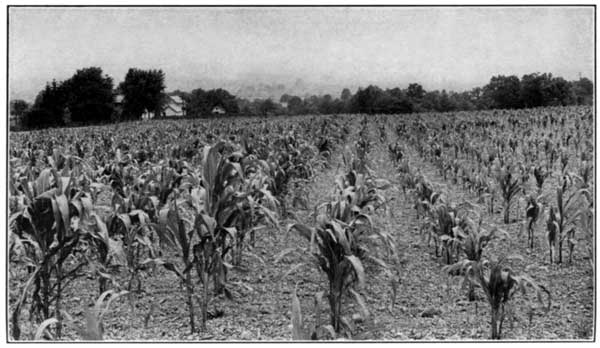 Lime Affects Growth of Corn at the Ohio Experiment
Station