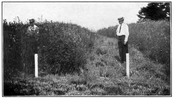 Remarkable Effect of Lime on Sweet Clover at the Ohio
Experiment Station