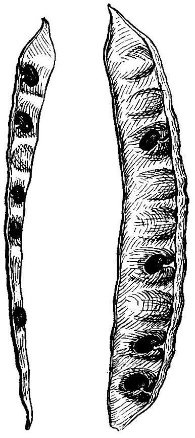 Two views of a half-pod of common locust