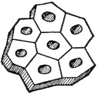 Cross-section
of a Group of Wood
Fibres