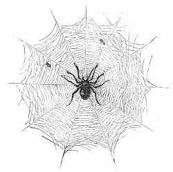 Spider