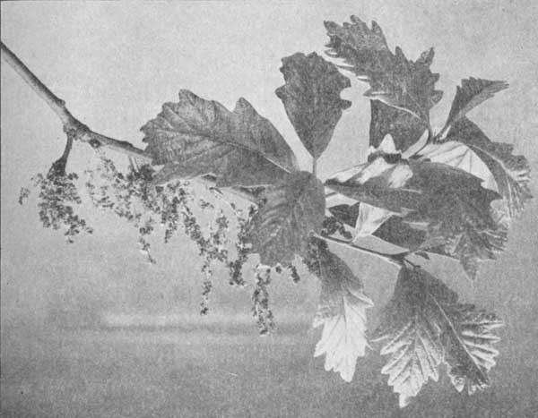 A blooming twig of the swamp white oak