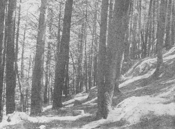 Hemlock Hill, Arnold Arboretum (Boston)