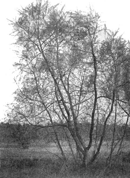 Clump of young white willows