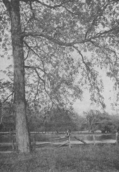 A shagbark hickory in bloom