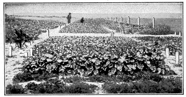 A school garden in the larger center