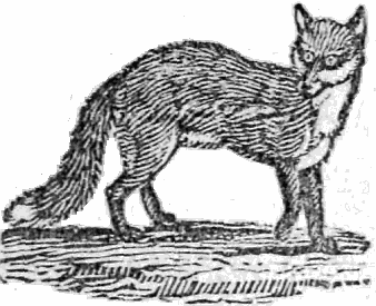 fox