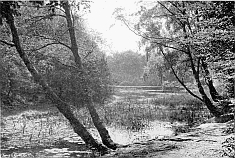 NATURAL TREE GROWTH BY WATER (Burnham Beeches.)