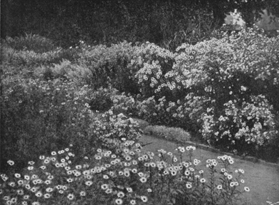 Borders of Michaelmas Daisies.