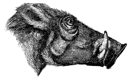 Fig. 65. Head of Æthiopian Wart-hog, from ‘Proc. Zool. Soc.’ 1869. (I now find that
this drawing represents the head of a female, but it serves to shew, on a reduced
scale, the characters of the male.)