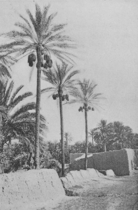 Fig. 54.—Date Palms loaded with Ripe Fruit, Biskra, Algeria.
(Year Book U. S. Department of Agriculture, 1900.)