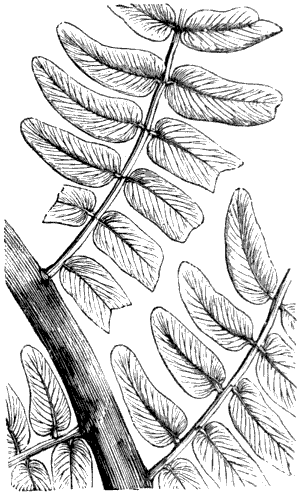 Fig. 49