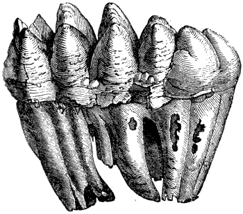 Fig. 165