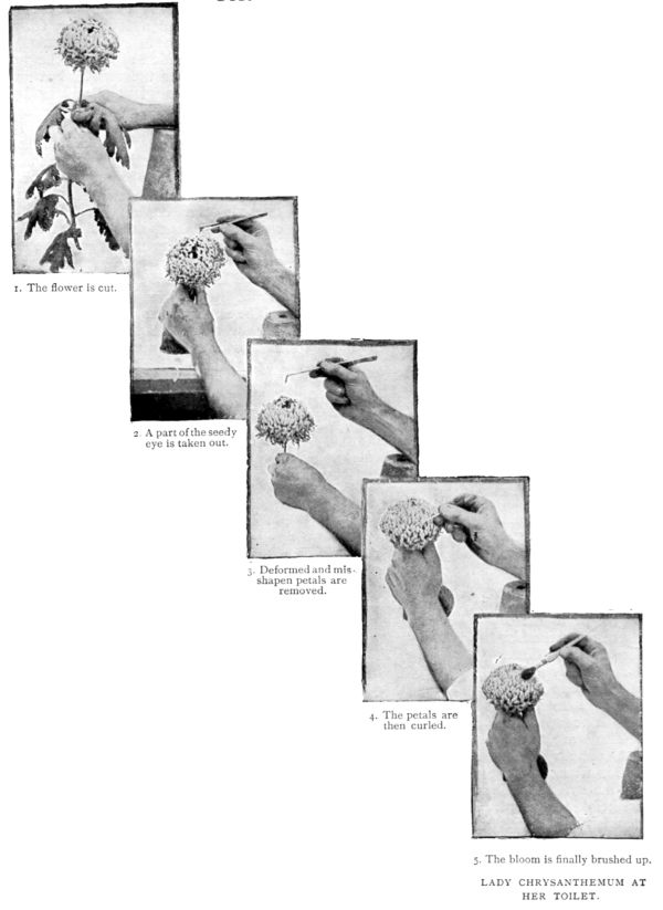 LADY CHRYSANTHEMUM AT HER TOILET.
1. The flower is cut.
2. A part of the seedy eye is taken out.
3. Deformed and misshapen petals are removed.
4. The petals are then curled.
5. The bloom is finally brushed up.