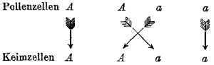 Befruchtungsschema