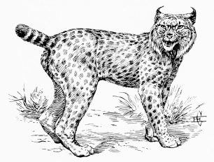 SPANISH LYNX