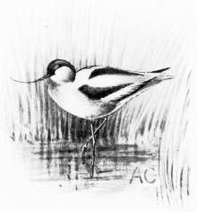 AVOCET