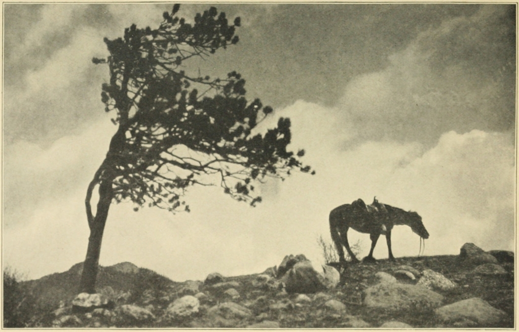 CRICKET AT THE SUMMIT OF THE PASS