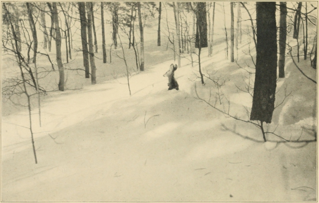 A DEER IN DEEP SNOW, ROCKY MOUNTAIN NATIONAL PARK