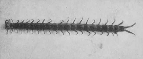 CENTIPEDE