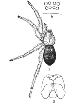 Figs. 6, 7, 8. Pythonissa
imbecilla.—7,
female enlarged four
times. 6, the eyes
seen from in front.
8, the maxillæ, labium,
and ends of
mandibles from below.