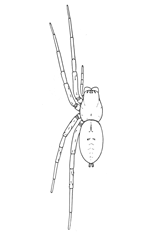 Fig. 19. Drassus saccatus.—Female
enlarged three
times. For eyes and
mouth parts see figs. 1
and 2 in Introduction.