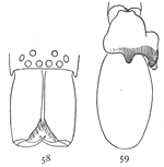 Figs. 58, 59. Clubiona rubra.—58,
front of head and mandibles of male. 59, palpus of male.